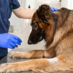 Problemas de páncreas en el perro