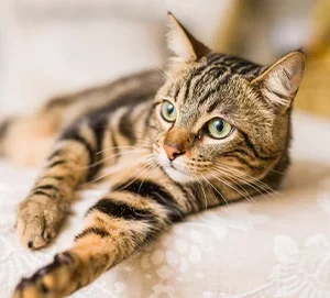 Pulgas en gatos
