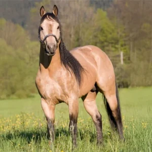 Quarter Horse