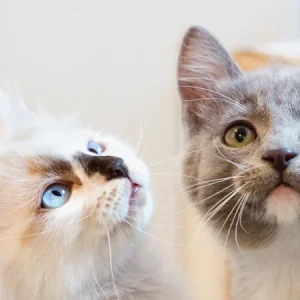 ¿Qué colores de pelaje pueden tener los gatos?
