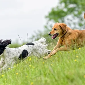 ¿Qué colores de pelaje pueden tener los perros?