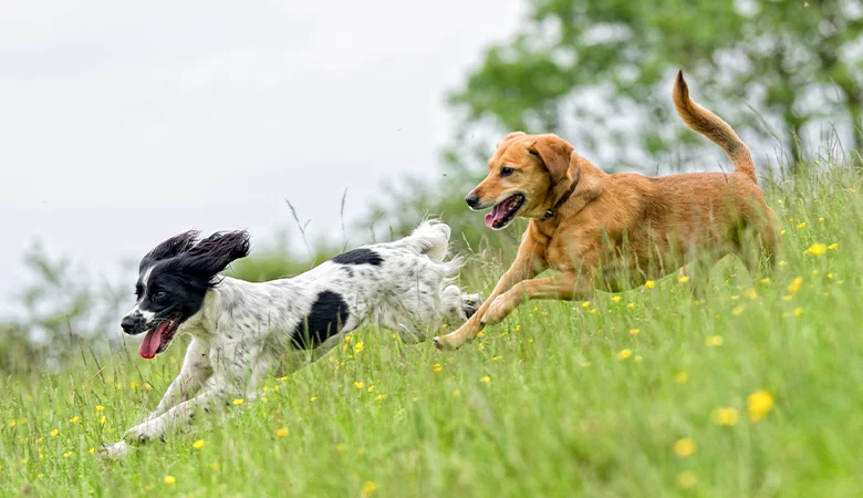 ¿Qué colores de pelaje pueden tener los perros?