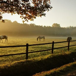 ¿Qué come un caballo?