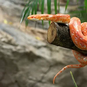 ¿Qué come una serpiente?