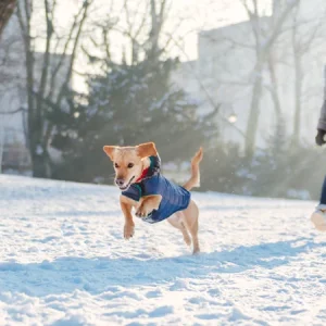 ¿Qué es un buen abrigo para perros?