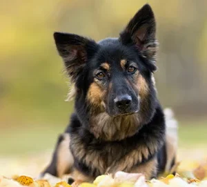 ¿Qué perro guardián es el mejor?