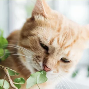 ¿Qué plantas son tóxicas para tu gato?