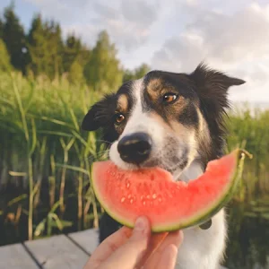 ¿Qué puede comer un perro?