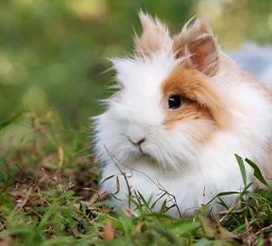 ¿Qué pueden comer los conejos?