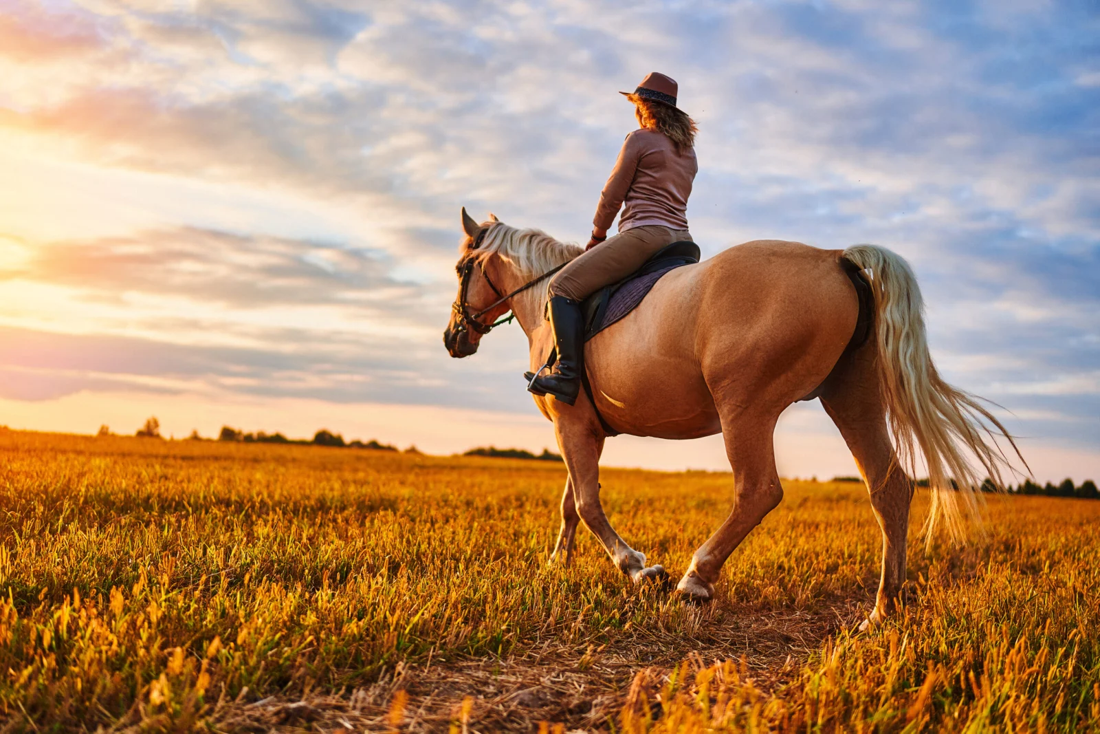 ¿Qué razas de caballos son adecuadas para la equitación recreativa?