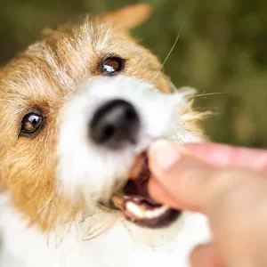 ¿Qué snacks son adecuados para cachorros?