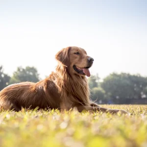 Quemaduras solares en perros: síntomas, riesgos y protección