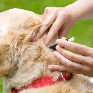 Quitar una garrapata a un perro: así lo haces de forma segura y rápida