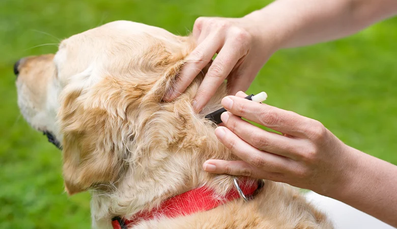Quitar una garrapata a un perro: así lo haces de forma segura y rápida