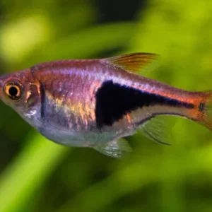 Rasbora arlequín