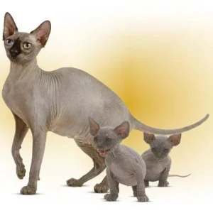 Royal Canin Sphynx pienso para gato adulto
