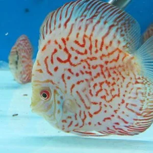 Seachem Discus Buffer Regulador de pH para acuarios
