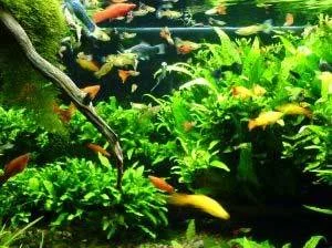 Seachem Flourish Potassium suplemento para plantas