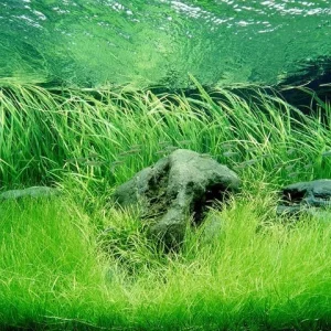 Sera Florenette Fertilizante para acuarios