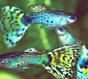 Tetra Min Baby Micro Escamas para peces