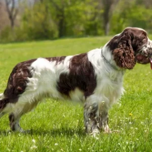 Springer Spaniel inglés