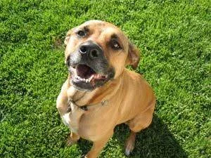 Stangest DentiCan Enjuague Bucal Soluble para perros