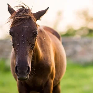 Tábanos y moscas | Protege a tu caballo