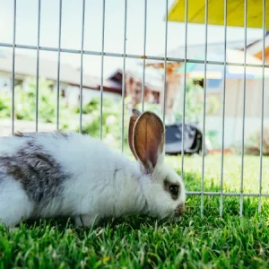 Tener un conejo como mascota