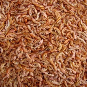 Tetra Gammarus para tortugas