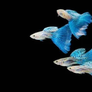 Tetra NitrateMinus Acondicionador de Agua para acuarios