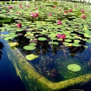 Tetra Pond MultiMix alimento para peces