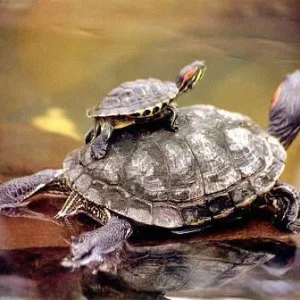 Tetra ReptoSafe acondicionador agua para tortugas