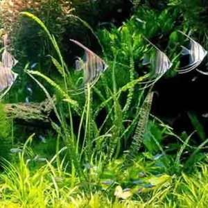 Tetra Vital suplemento nutricional para peces