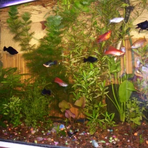 TetraMin Escamas para peces ornamentales