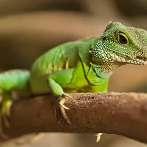 Tipos de reptiles: ¿qué reptiles existen?