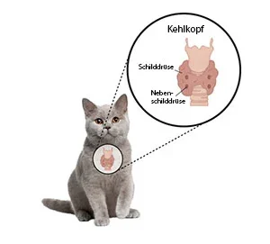 Tiroides hiperactiva en gatos: síntomas y tratamiento