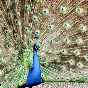 Todo sobre el pavo real: alimentación, comportamiento y cuidados