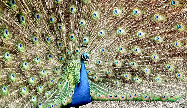 Todo sobre el pavo real: alimentación, comportamiento y cuidados