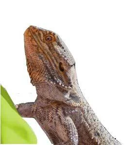 Trixie Grillos Deshidratados para reptiles y erizos