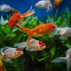 Tuberculosis de los peces: ¿qué es y cómo reconocerla?