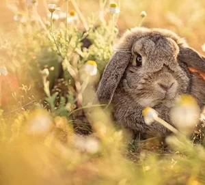 ¿Un conejo feliz? ¡Así puedes evitar que tus conejos se aburran!