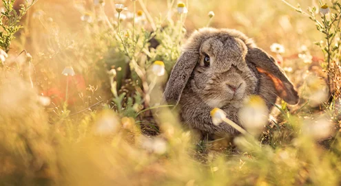 ¿Un conejo feliz? ¡Así puedes evitar que tus conejos se aburran!