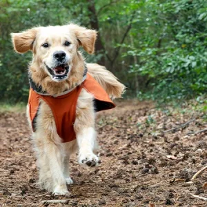 Un impermeable para tu perro