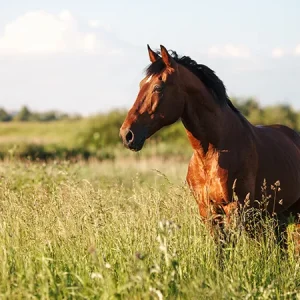 Virus del Nilo Occidental: ¿qué debes saber sobre la fiebre del Nilo Occidental en caballos?