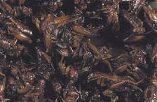 Zoo Med Can O’Crickets Mini Size Grillos cocinados para reptiles