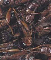 Zoo Med Grillos cocinados para reptiles