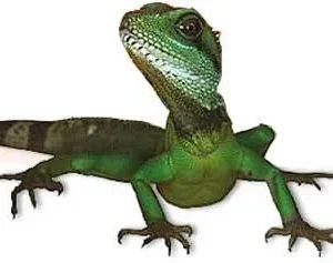 Zoo Med Natural Comida para iguanas adultas
