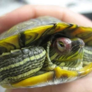 Zoo Med Repti Limpiador de Ojos para reptiles