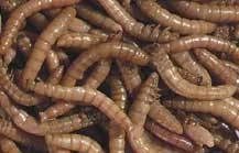 Zoo Med Tenebrios cocinados para reptiles